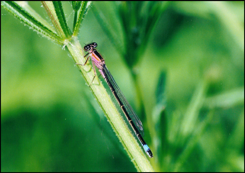farfalla... no, libellula... con colori strani (I. elegans)